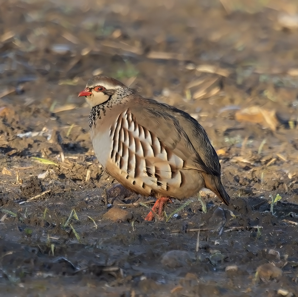 Red-legged partridge